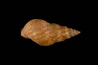 藏品(峨螺)的圖片